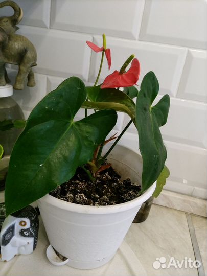 Домашнее растение домашний цветок