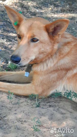 Рыжее чудо ждёт своего друга