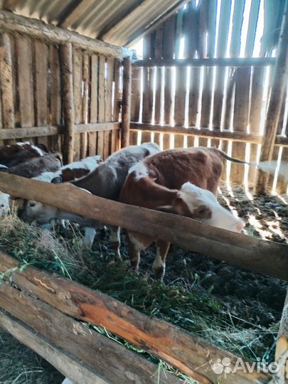 Телята, коровы
