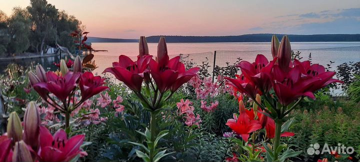 Лилии луковицы