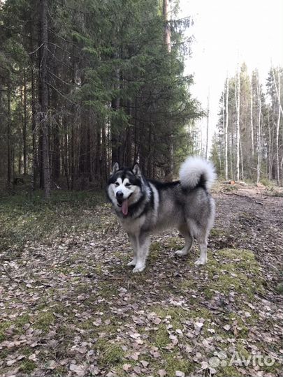 Маламут для вязки