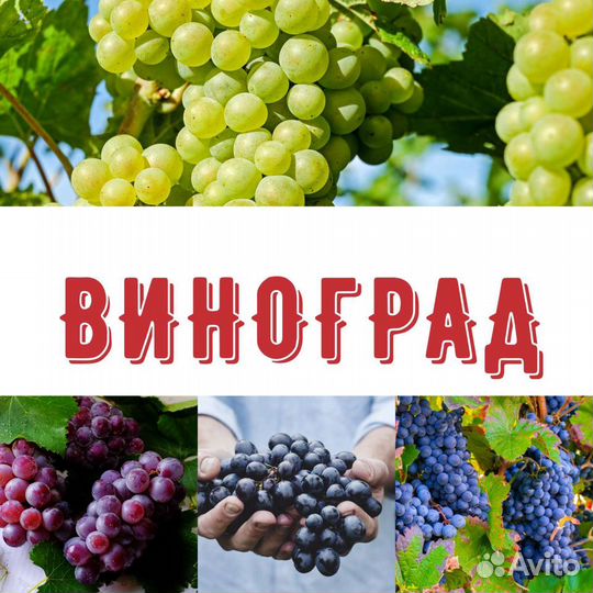 Саженцы Винограда с закрытой корневой системой
