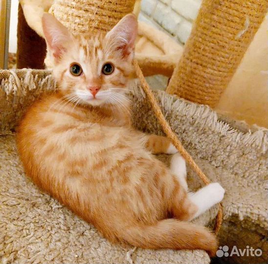 Котята в добрые руки бесплатно