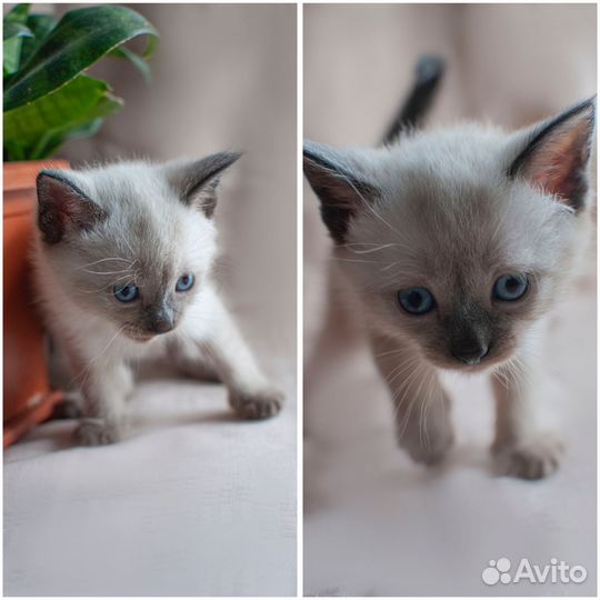 Котята