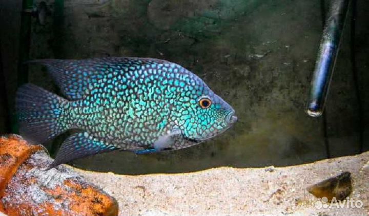 Цихлозама бриллиантовая (Цихлиды)