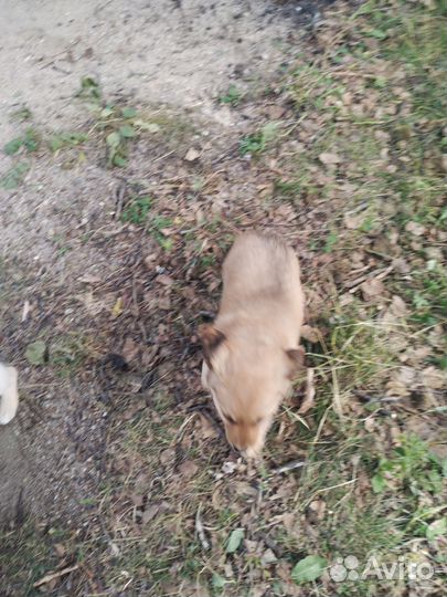 Собаки щенки