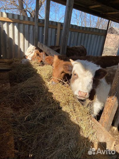 Телята бычки