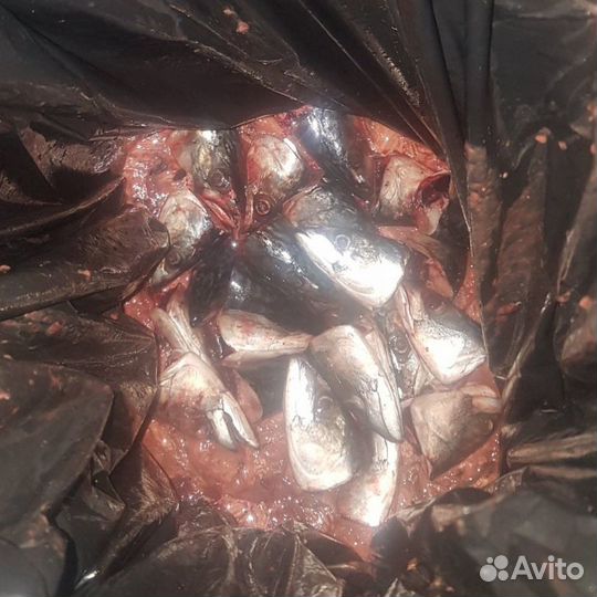 Отходы от рыбного производства