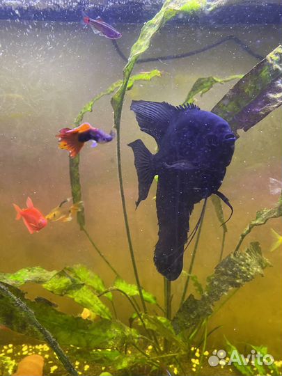 Скалярия черная