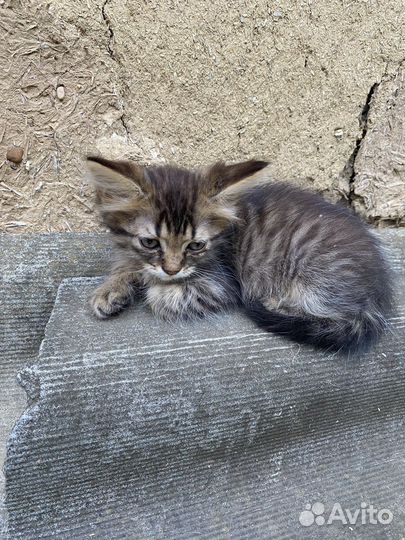Котята