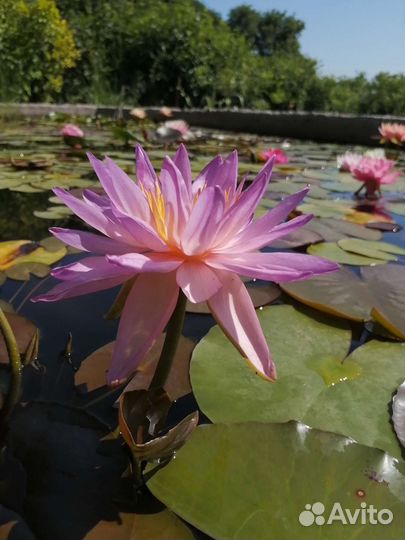 Нимфеи кувшинки