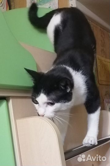 Отдам кота в добрые руки