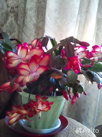 Шлюмбергера Samba Brasil и др