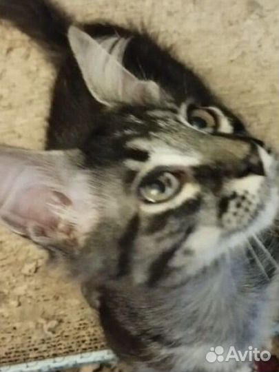 Котята. Рысь и Дымка. 3 мес