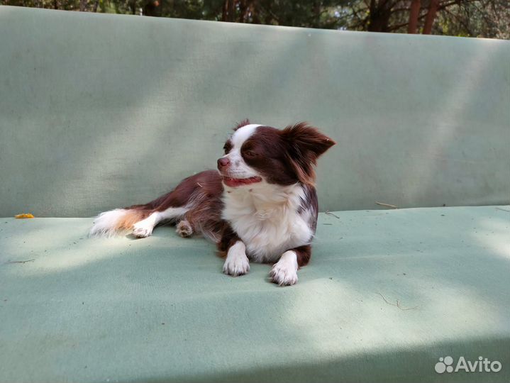 Чизуахуа длинношерстная