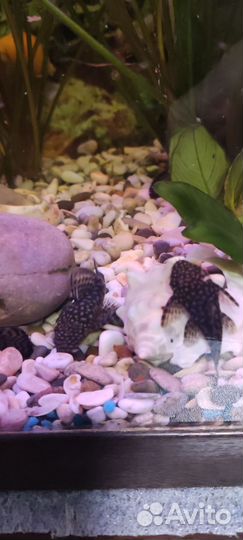 Сомики анциструсы