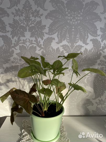 Сингониум микс