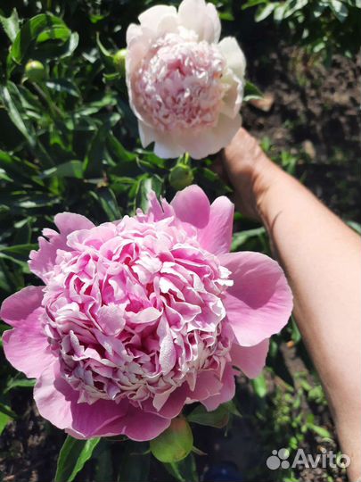 Пион