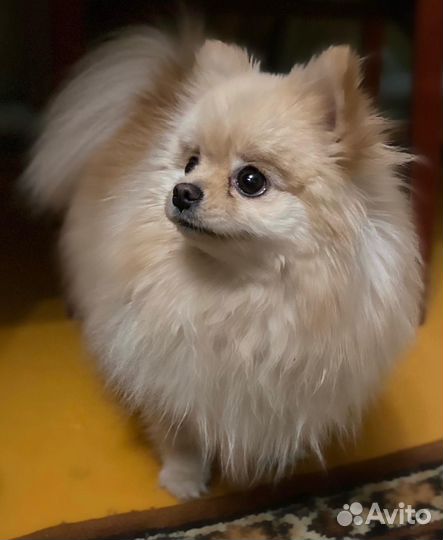 Померанский шпиц