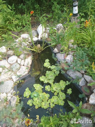 Пистия водное растение для прудиков