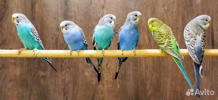 Передержка попугаев