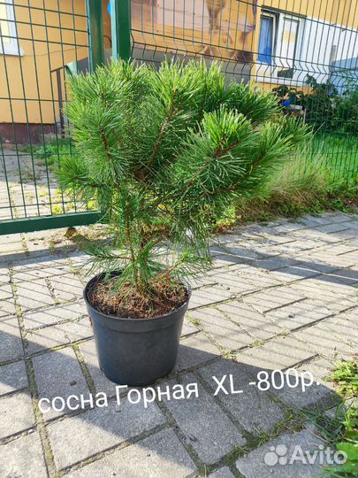 Сосна горная