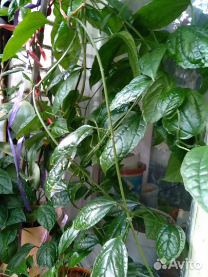 Клеродендрум Томсона