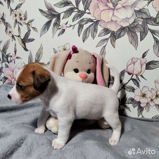 Щенки джек Рассел терьер