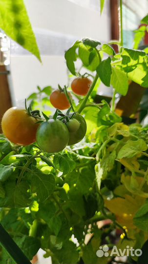 Свои семена томата сорт Пиноккио