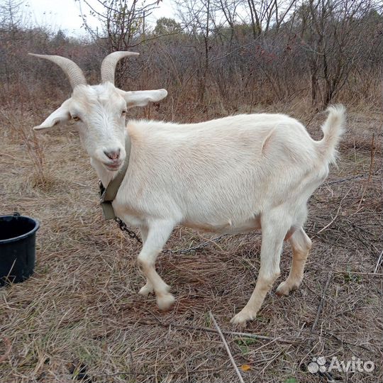 Коза дойная,козел