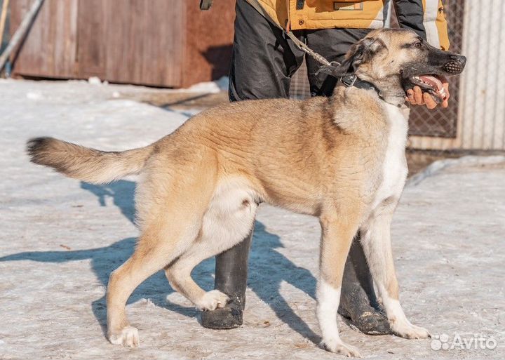 Очень красивый мальчик в добрые руки