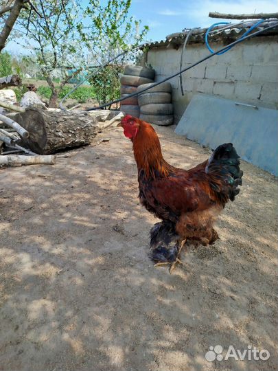 Петух брама