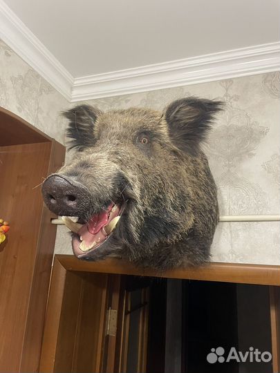 Голова кабана чучело