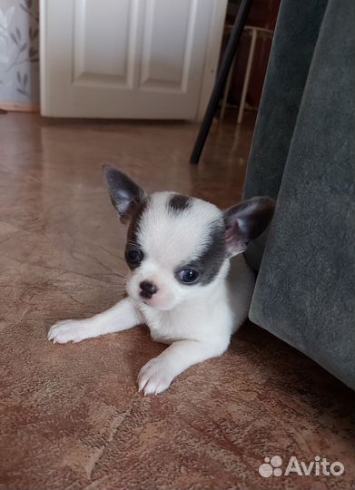 Щенки чихуахуа