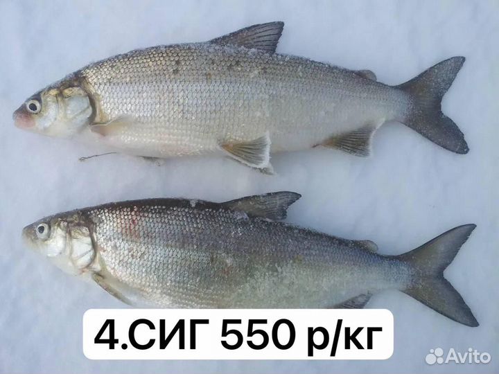 Рыба свежемороженная на дом