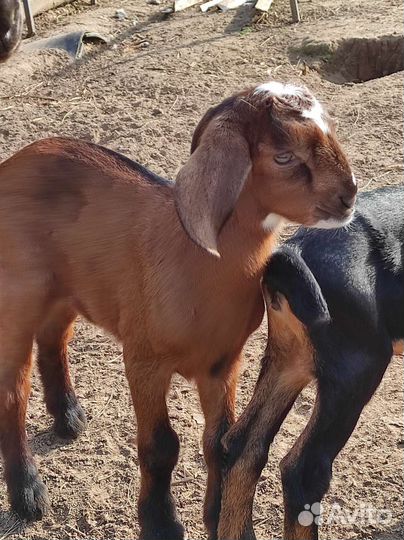 Нубийский козлик