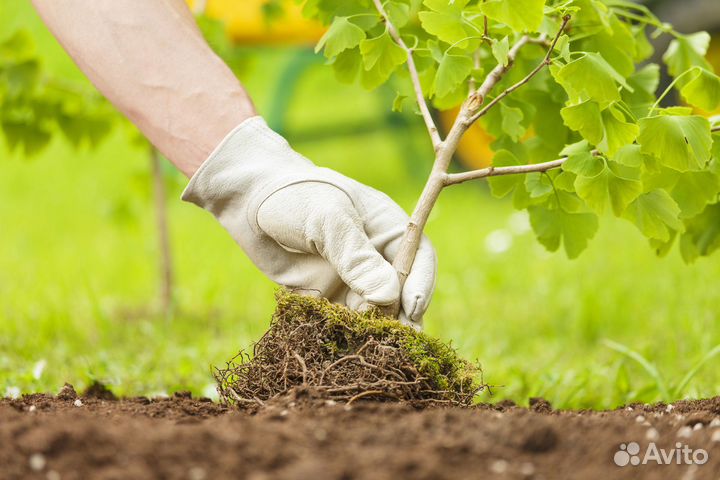 Покос травы триммером