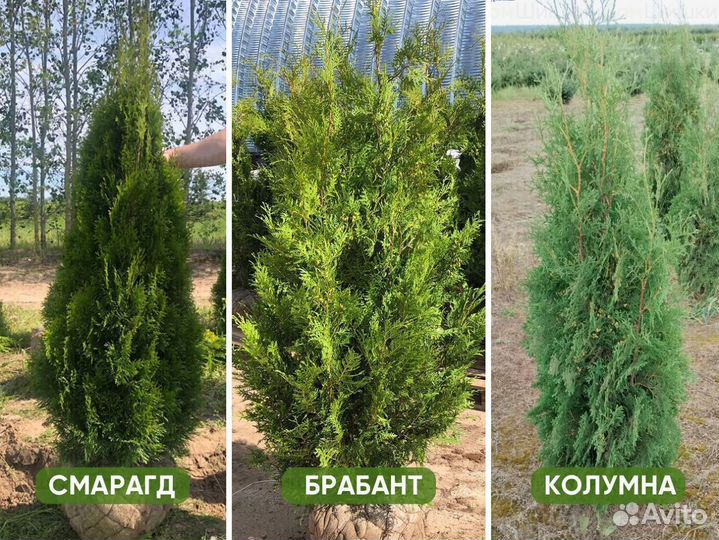 Туя Смарагд, Колумна, Брабант опт