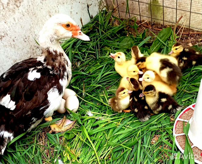 Мускусные индоутята