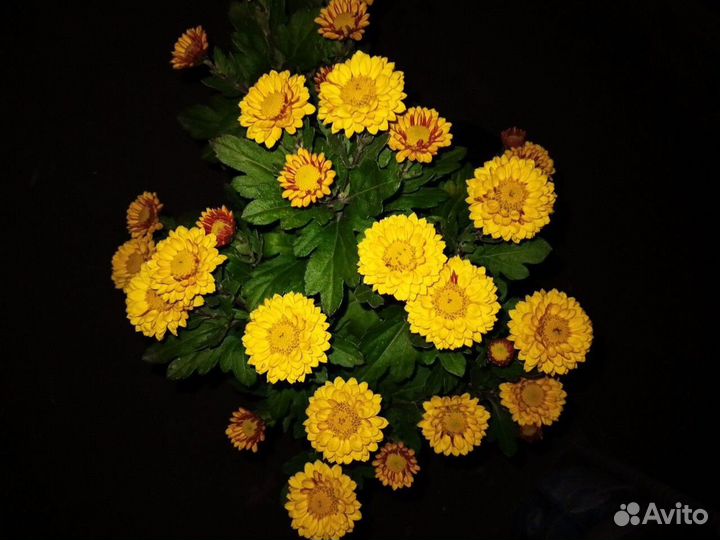 Хризантемы мультифлора