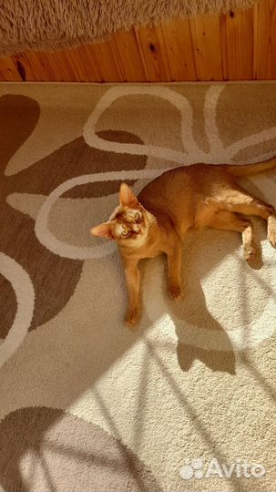 Аббисинский кот на вязку