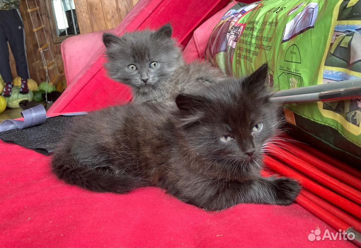 Котята
