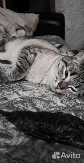Тайские котята