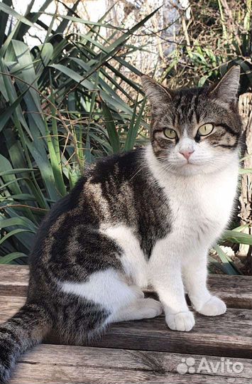 Европейская