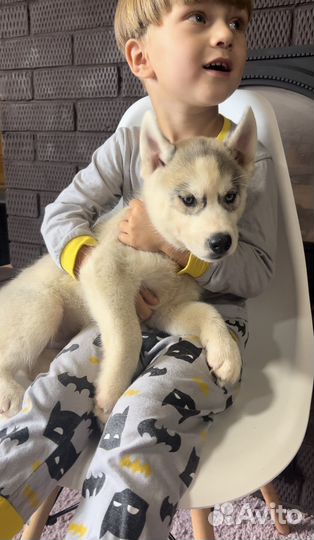 Сибирский хаски