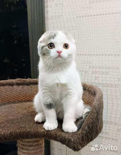 Скоттиш фолд, девочка