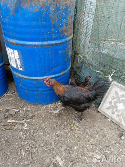 Молодые петухи