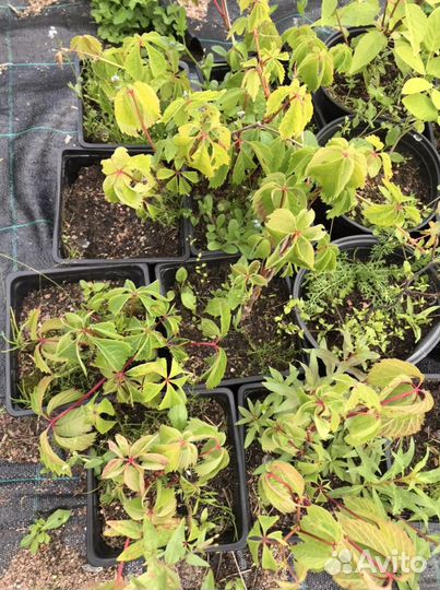 Саженцы девичий виноград