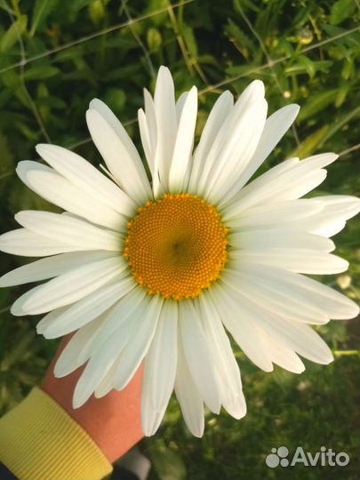 Ромашка садовая ранняя