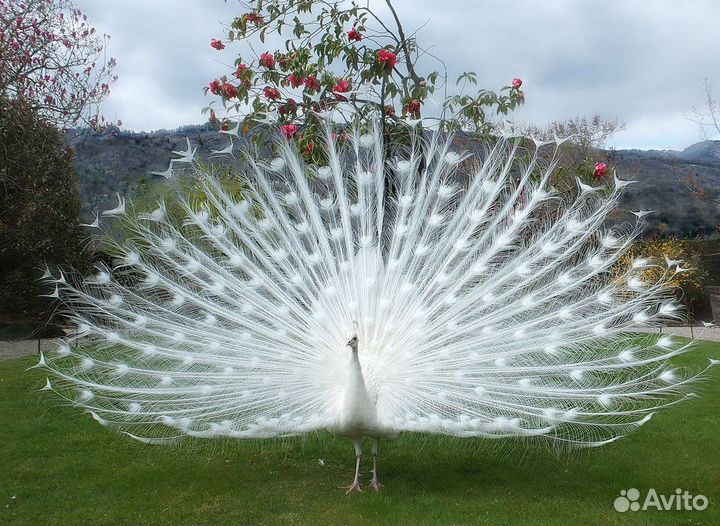 Белый павлин